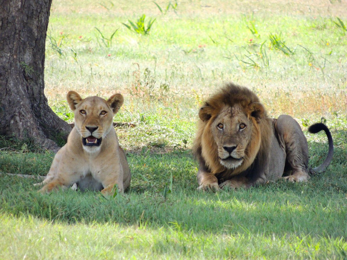 Lionness and lion staring intently in the same direction.