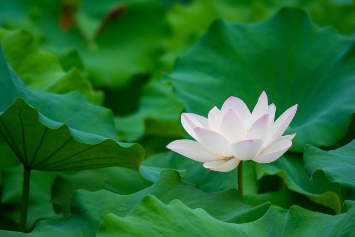 White lotus flower within green leaves