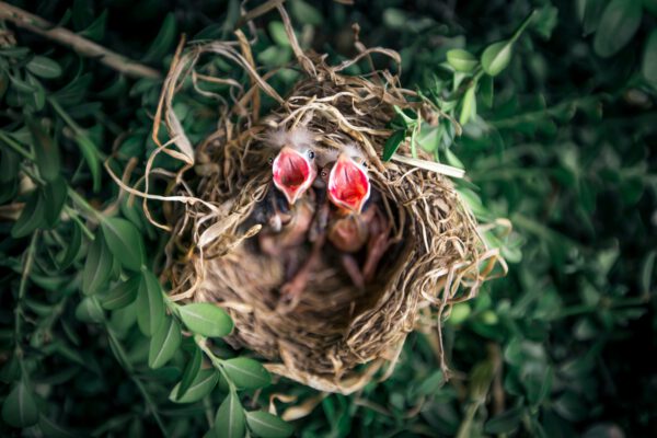 Coaching for parents
